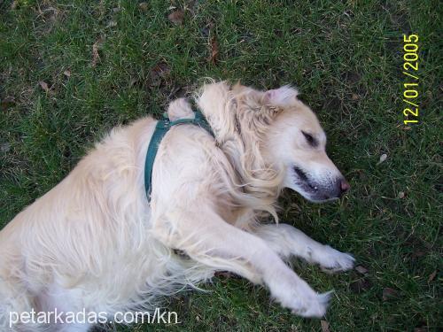 eŞref Erkek Golden Retriever