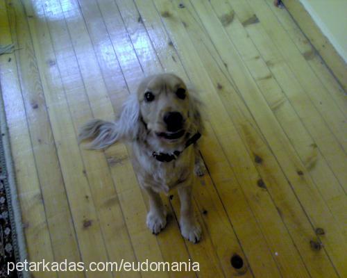 arsız Erkek İngiliz Cocker Spaniel