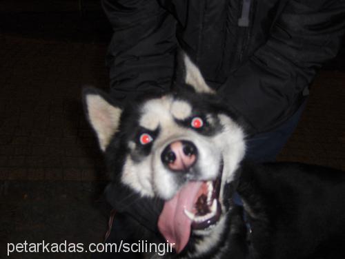 pasha Erkek Sibirya Kurdu (Husky)