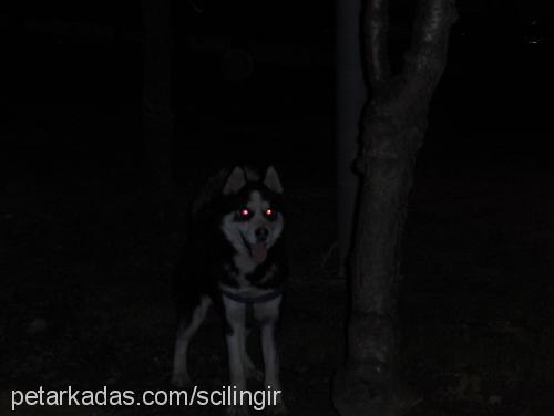 pasha Erkek Sibirya Kurdu (Husky)