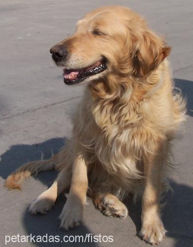 kontes Dişi Golden Retriever