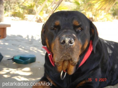 vicki Dişi Rottweiler