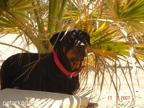 vicki Dişi Rottweiler