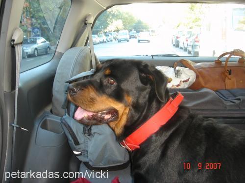 vicki Dişi Rottweiler