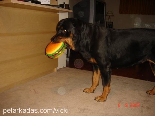 vicki Dişi Rottweiler