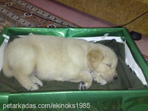 berdush Erkek Golden Retriever