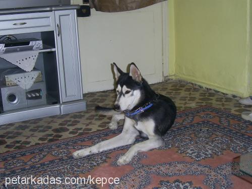 daiyze Dişi Sibirya Kurdu (Husky)