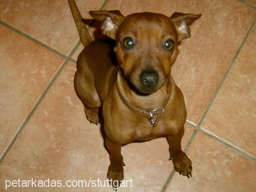 findik Dişi Minyatür Pinscher