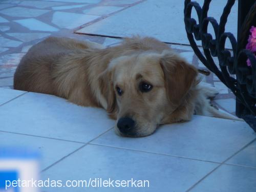 efe Erkek Golden Retriever