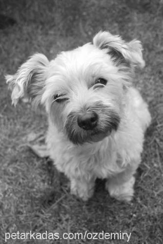 buzzy Dişi Yorkshire Terrier