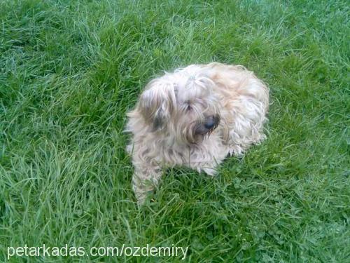 buzzy Dişi Yorkshire Terrier