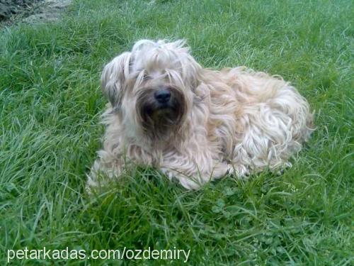 buzzy Dişi Yorkshire Terrier