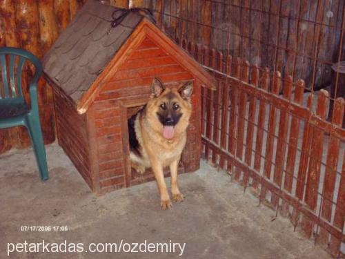 daisy Dişi Alman Çoban Köpeği