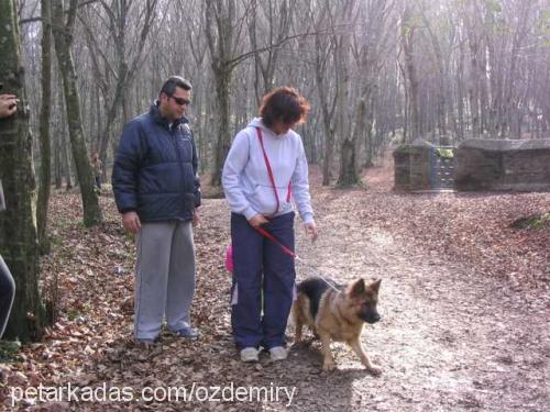 daisy Dişi Alman Çoban Köpeği