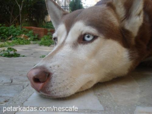 nescafe Dişi Sibirya Kurdu (Husky)