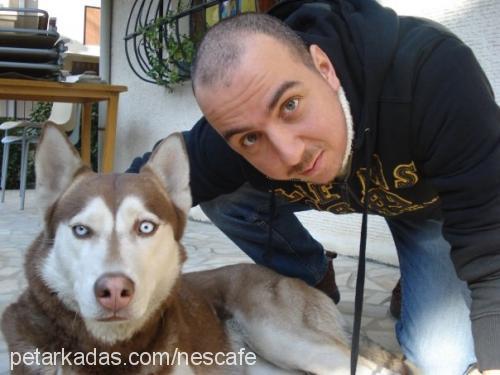 nescafe Dişi Sibirya Kurdu (Husky)