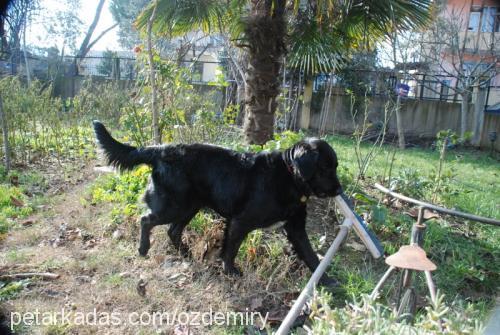 pembe Dişi Labrador Retriever