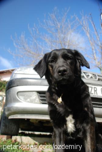 pembe Dişi Labrador Retriever