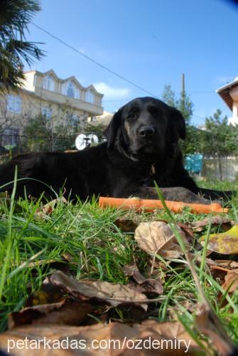 pembe Dişi Labrador Retriever