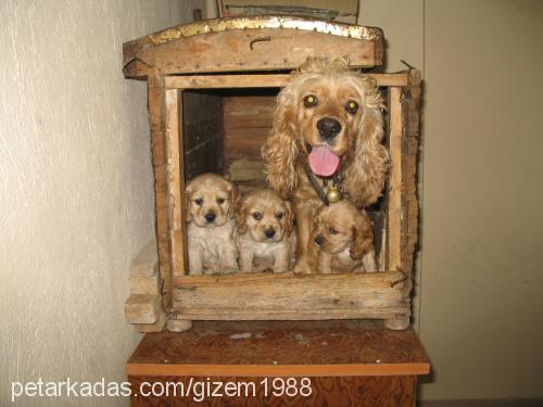 pinky Dişi Amerikan Cocker Spaniel