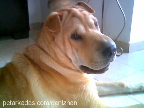 ceviz Erkek Çin Shar-Pei