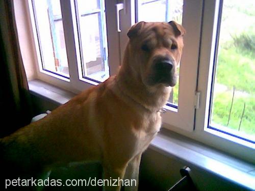 ceviz Erkek Çin Shar-Pei