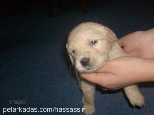 tarçın Dişi Golden Retriever