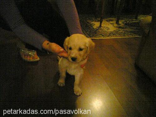 paŞa Erkek Golden Retriever