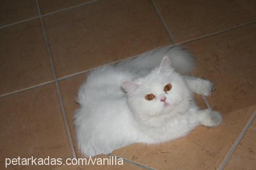 vanilla Dişi Chinchilla