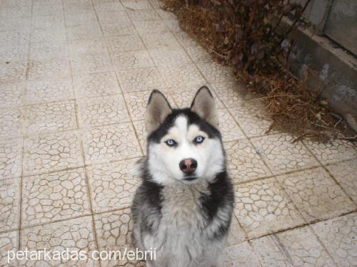 tommy Erkek Sibirya Kurdu (Husky)