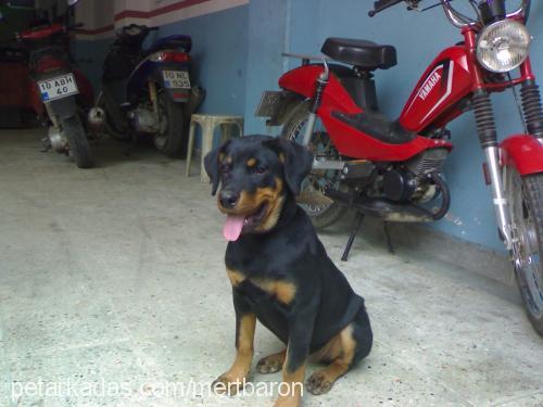 linda Dişi Rottweiler