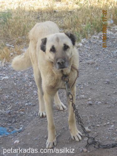 paşa Erkek Kangal