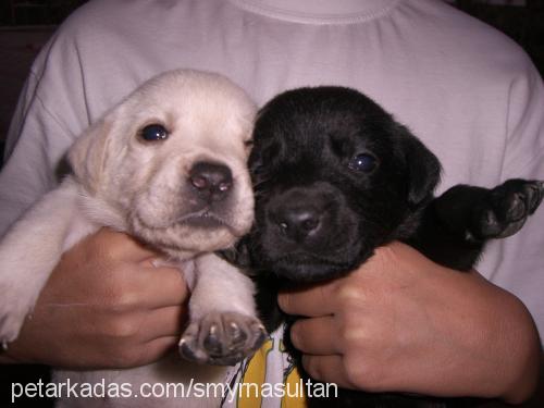 hektor Erkek Labrador Retriever