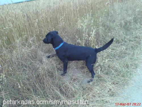 hektor Erkek Labrador Retriever