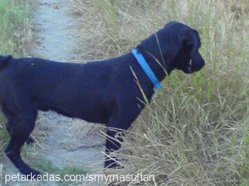 hektor Erkek Labrador Retriever