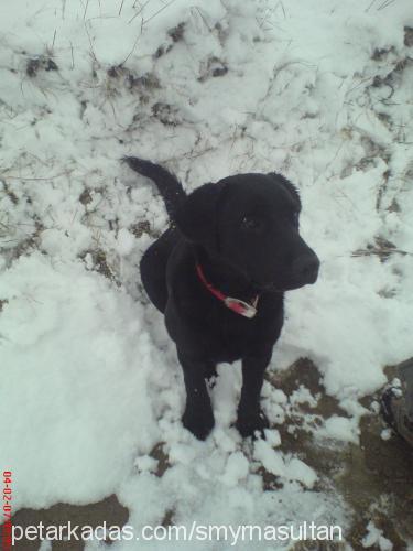 hektor Erkek Labrador Retriever