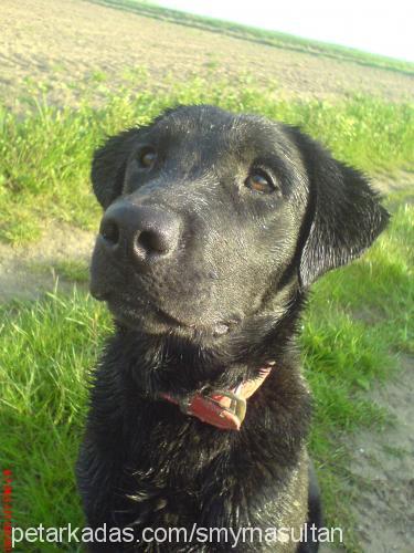 hektor Erkek Labrador Retriever