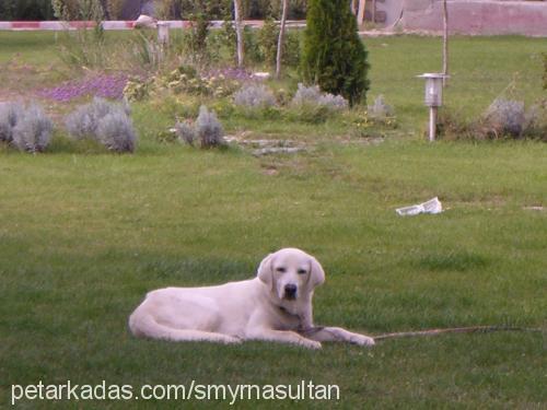 pasha Erkek Labrador Retriever