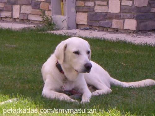 pasha Erkek Labrador Retriever