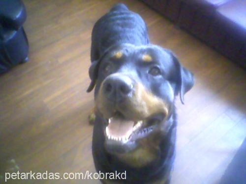 rocky Erkek Rottweiler