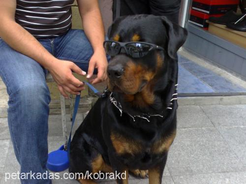 rocky Erkek Rottweiler