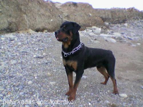 rocky Erkek Rottweiler