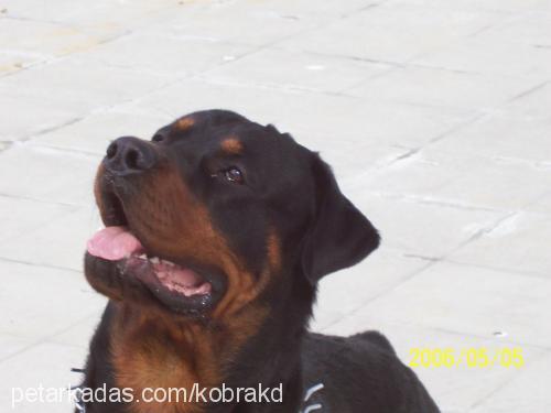 rocky Erkek Rottweiler