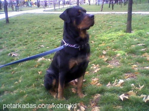 rocky Erkek Rottweiler