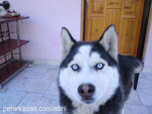 tommy Erkek Sibirya Kurdu (Husky)