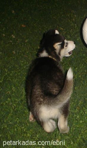 tommy Erkek Sibirya Kurdu (Husky)