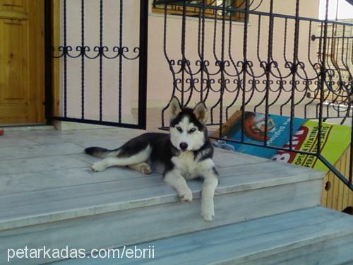 tommy Erkek Sibirya Kurdu (Husky)