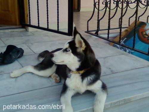 tommy Erkek Sibirya Kurdu (Husky)