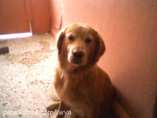 liwya Dişi Golden Retriever