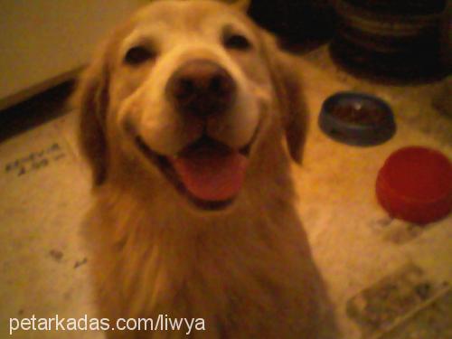 liwya Dişi Golden Retriever